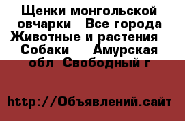 Щенки монгольской овчарки - Все города Животные и растения » Собаки   . Амурская обл.,Свободный г.